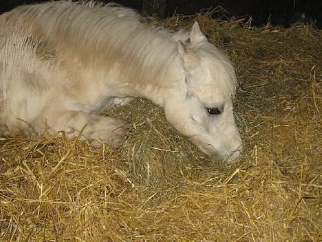 Anden særlig race Mr. Mayson - Mayson 1 år ;) billede 1