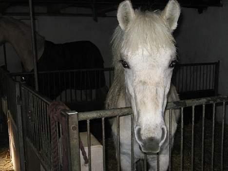 Anden særlig race Mr. Mayson billede 3