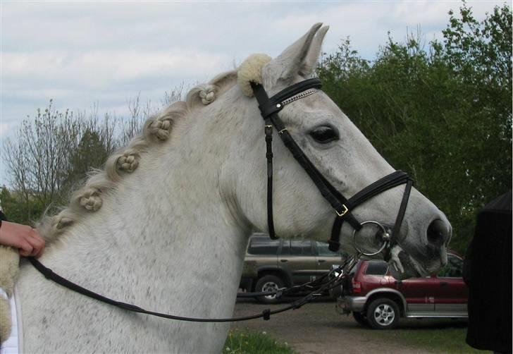 Anden særlig race » Miss Chili - solgt - Miin <3 billede 1