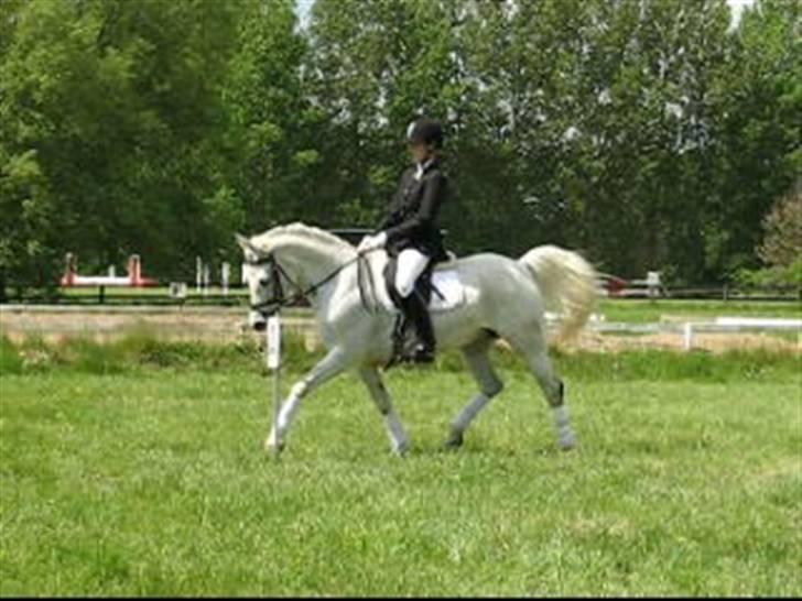 Anden særlig race » Miss Chili - solgt - LA2 (opvarmning) billede 2