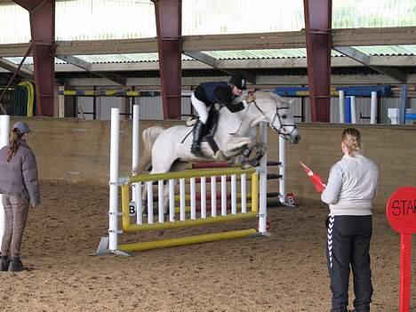 Anden særlig race » Miss Chili - solgt - LA billede 4
