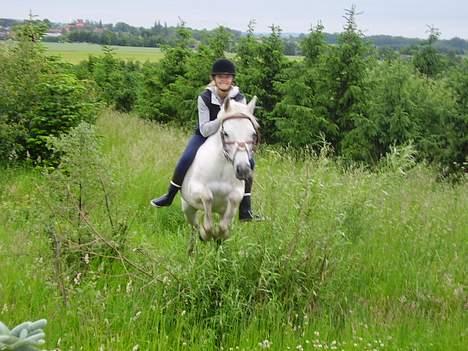 Anden særlig race » Miss Chili - solgt - Chili springer over en busk (!) billede 6