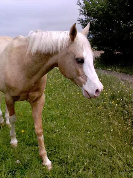 Palomino Shulay Gold 'n' Silver  - På sommergræs. billede 18