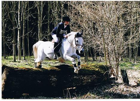 Anden særlig race » Miss Chili - solgt - Military - Debutant pony billede 7