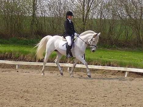 Anden særlig race » Miss Chili - solgt - LA1 billede 9