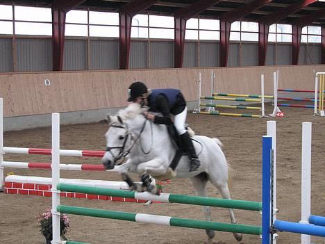 Anden særlig race » Miss Chili - solgt - Holbækmesterskab 2006 billede 15