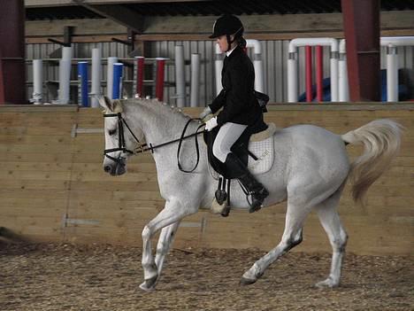 Anden særlig race » Miss Chili - solgt - Opvarmning , til stævne.. sidder rigtig, rigtig ukønt, ja :s billede 16