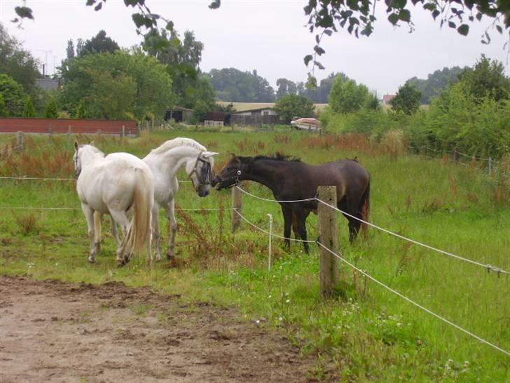 Anden særlig race » Miss Chili - solgt - Chili siger lige hej til hingste´bassen (: billede 18