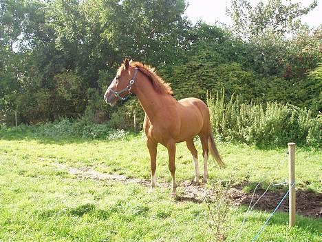 Anden særlig race Hedegaardens Balou *R.I.P.* - Årh, miin smukke Balou !! billede 19