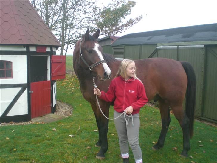 Dansk Varmblod Canto (kanne) (solgt) <3 - Canto lige før han blev hentede .. billede 1