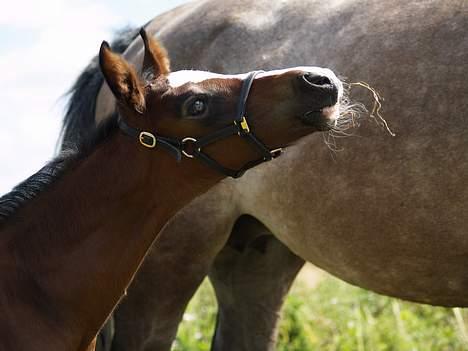 Dansk Varmblod Cortez H (død) billede 1