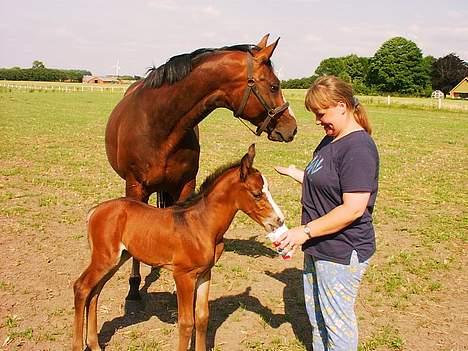 Dansk Varmblod Canto (kanne) (solgt) <3 - hey kan man spise det der stas?? billede 3