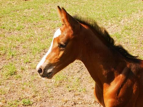 Dansk Varmblod Canto (kanne) (solgt) <3 - se min lille engle..  billede 4