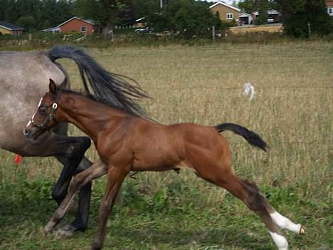 Dansk Varmblod Cortez H (død) billede 2