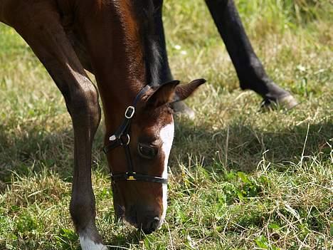 Dansk Varmblod Cortez H (død) billede 3