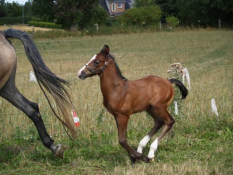 Dansk Varmblod Cortez H (død) billede 4