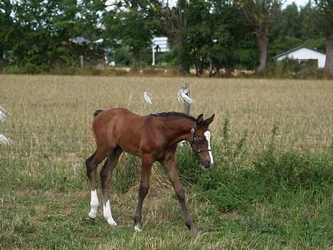Dansk Varmblod Cortez H (død) billede 5