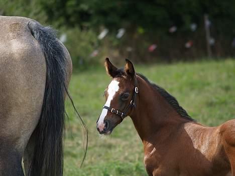 Dansk Varmblod Cortez H (død) billede 6