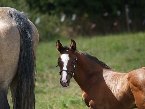 Dansk Varmblod Cortez H (død) billede 7