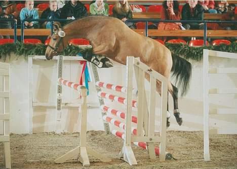 Tysk Sportspony Steendieks Darco billede 1