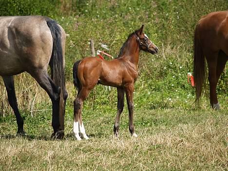 Dansk Varmblod Cortez H (død) billede 8