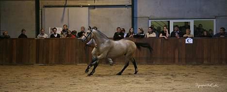 Tysk Sportspony Steendieks Darco billede 2