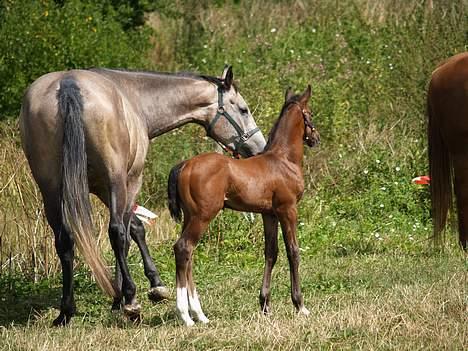 Dansk Varmblod Cortez H (død) billede 9