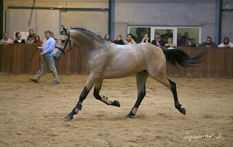 Tysk Sportspony Steendieks Darco billede 3