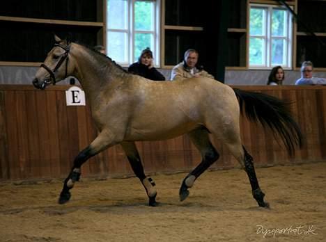 Tysk Sportspony Steendieks Darco billede 4