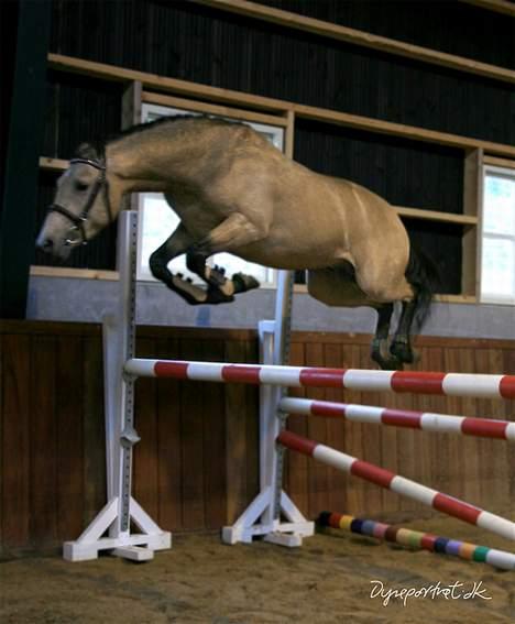 Tysk Sportspony Steendieks Darco billede 5