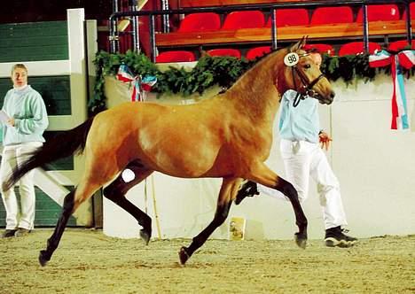 Tysk Sportspony Steendieks Darco billede 6