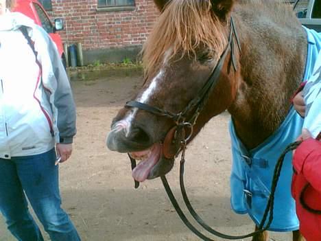Islænder Sandra fra Gl.Essendrup SOLGT - kommet hjem fra 25km tur på distance stævne.:P. Fotograf katrine billede 16