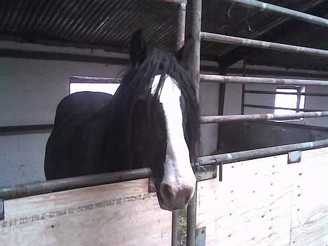Irish Cob Barbie R.I.B billede 6
