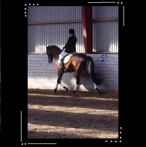 Oldenborg Flexie Vestergård - stævne i ÆRT rytter : Cathrine Binq (ejer) billede 2