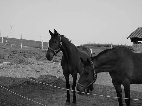 Oldenborg Flexie Vestergård - Flexie Vestergård & mors DV valde  billede 4