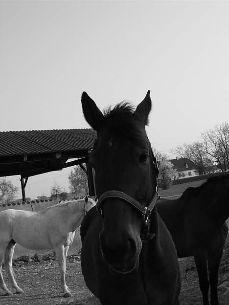 Oldenborg Flexie Vestergård -  hiih han er bar så nuttet :D billede 7