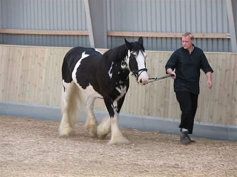 Tinker Bonita - Kåring Dansk Tinker Forening sep.2006 billede 3