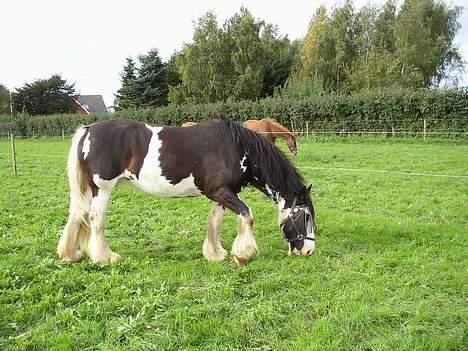 Tinker Bonita - Sommer 2006 billede 5