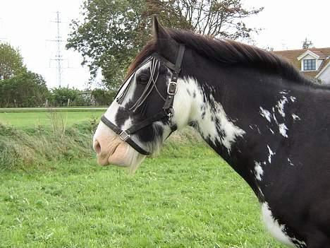 Tinker Bonita billede 6