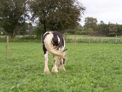Tinker Bonita billede 8