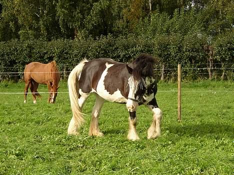 Tinker Bonita billede 9