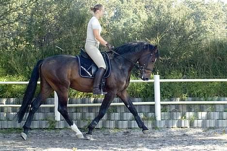 Dansk Varmblod (SOLGT) EQUESTRE CADO DV 803 - Fotograferet af Jonas Petersen, alle rettigheder haves.  billede 2