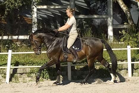 Dansk Varmblod (SOLGT) EQUESTRE CADO DV 803 - Fotograferet af Jonas Petersen, alle rettigheder haves.  billede 3