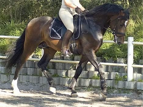 Dansk Varmblod (Himmelhest) EQUESTRE CADO DV 803 - Fotograferet af Jonas Petersen, alle rettigheder haves.  billede 4