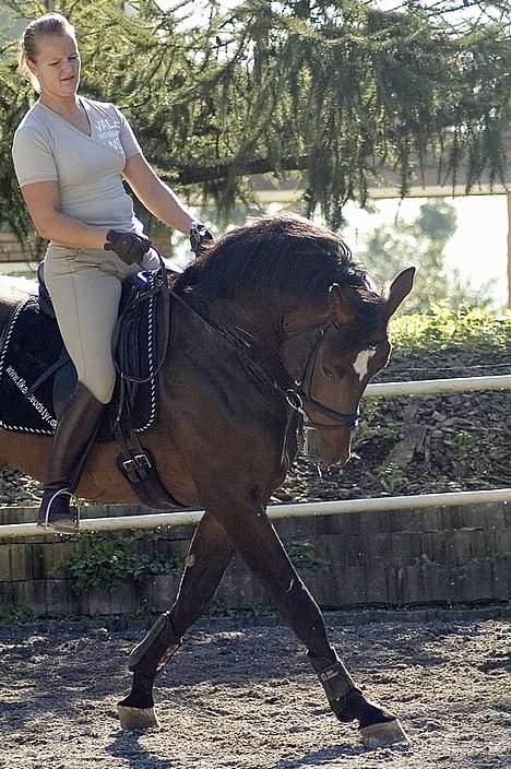 Dansk Varmblod (SOLGT) EQUESTRE CADO DV 803 - Fotograferet af Jonas Petersen, alle rettigheder haves.  billede 5