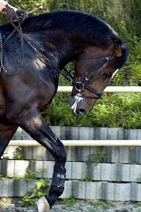 Dansk Varmblod (SOLGT) EQUESTRE CADO DV 803 - Fotograferet af Jonas Petersen, alle rettigheder haves.  billede 6