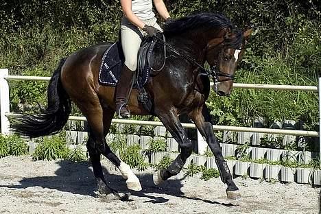 Dansk Varmblod (Himmelhest) EQUESTRE CADO DV 803 - Fotograferet af Jonas Petersen, alle rettigheder haves.  billede 7