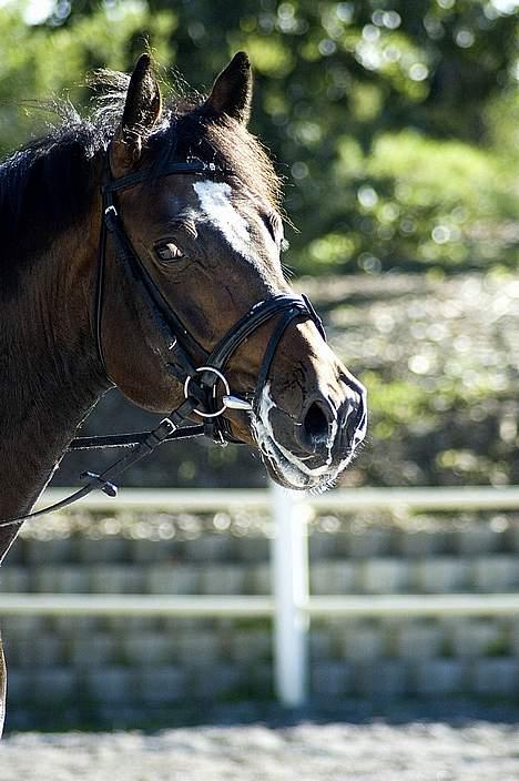 Dansk Varmblod (Himmelhest) EQUESTRE CADO DV 803 - Fotograferet af Jonas Petersen, alle rettigheder haves.  billede 8