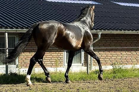 Dansk Varmblod (SOLGT) EQUESTRE CADO DV 803 - Fotograferet af Jonas Petersen, alle rettigheder haves.  billede 9