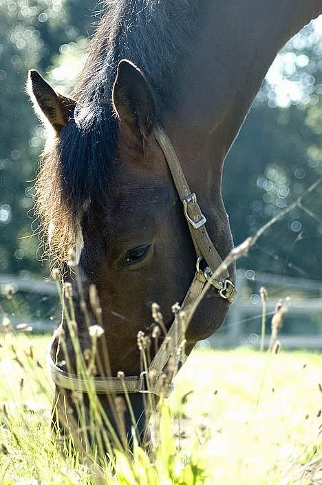 Dansk Varmblod (Himmelhest) EQUESTRE CADO DV 803 - Fotograferet af Jonas Petersen, alle rettigheder haves.  billede 10